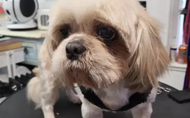 Groomingdales Pet Salon in Red Oak, TX