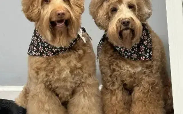 Fuzzy Buds Dog Grooming in Noblesville, IN