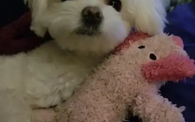 Cuddle Clips Pet Salon in Lowville, NY