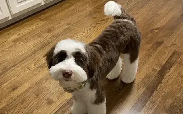 The Groovy Groomery in Grayson, GA