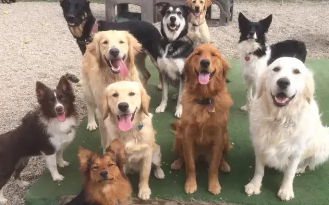 Dogs Bay Country Club for Dogs in Holland, MI