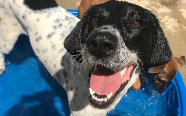Southern Star Pet Grooming & Boarding in Alexander City, AL