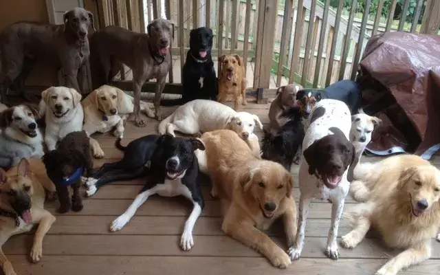 Leader of the Pack, Inc. in Marietta, GA
