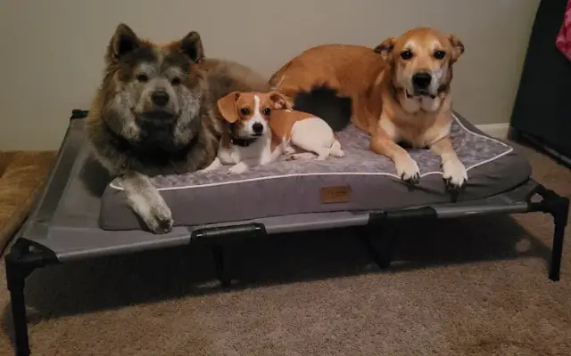 Whiskers, Wags, and Walks in High Point, NC