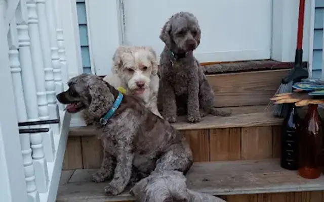 Paws N Claws Pet Grooming in West Chazy, NY