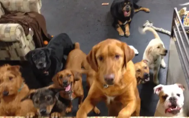 Stay & Play Dog Hotel & Daycare in Webster, NY