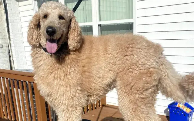Paw Spas ~ Mobile Groomer in Brinklow, MD