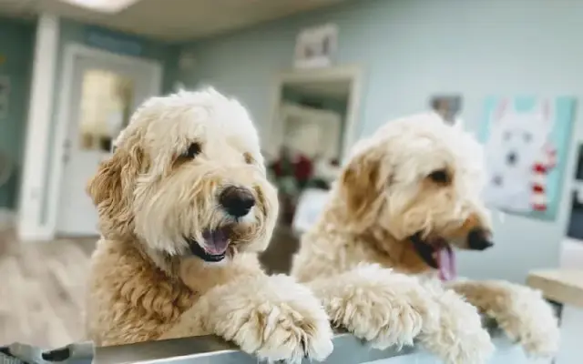 Oo La La Doggie Spa in Paw Paw, MI