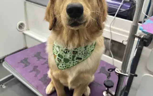 Holistic Hounds LLC in Orlando, FL