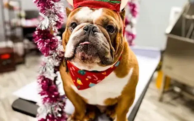 The Canine Canvas in Myerstown, PA