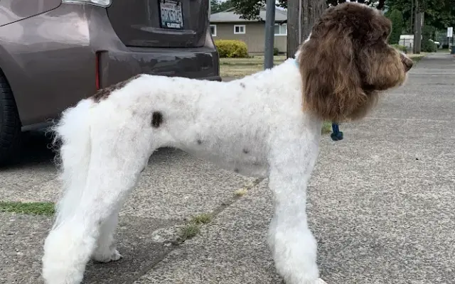 Canines -N- Felines Mobile Grooming in Battle Ground, WA