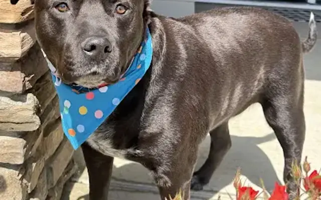 Curbside Pawlor in Antioch, CA