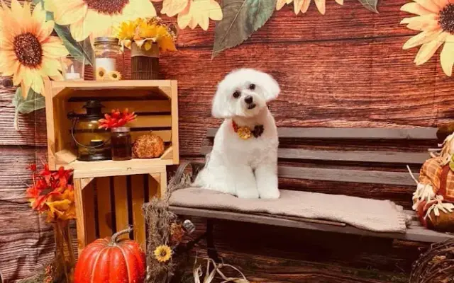 Woof Gang Bakery & Grooming Sumter in The Villages, FL