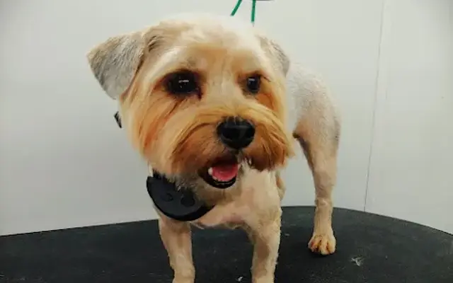 Pampered Pets Parlor Mobile Grooming in Windsor, CO