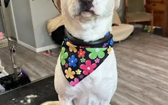 Darby's Peace, Love, & Paw Palace in Laurel, MS