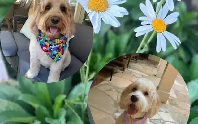 Groomed by Leo, LLC in Doraville, GA