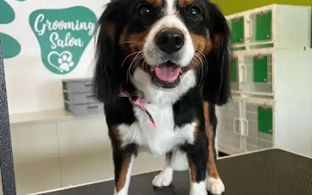 Quick Grooming Pet Salon & Spa in Belmont, CA