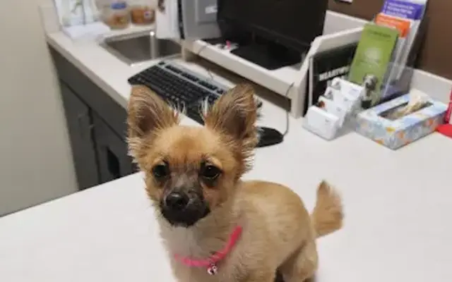 VCA Ben White Animal Hospital in Austin, TX