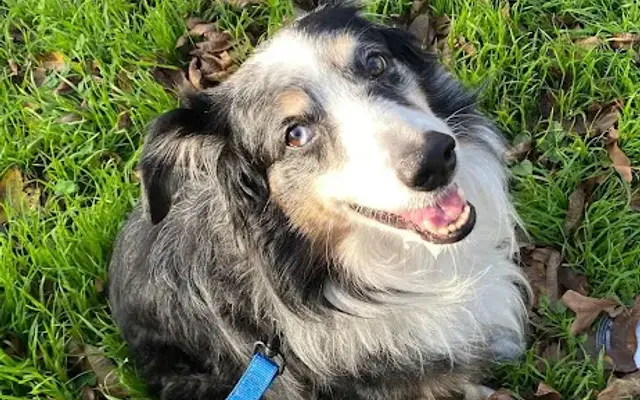 VCA Tanglewood Animal Hospital in Austin, TX