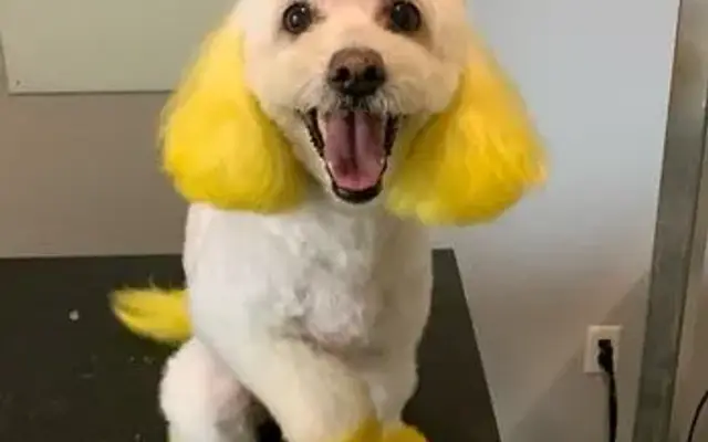 Pearly Paws Mobile Dog Grooming in Aurora, CO