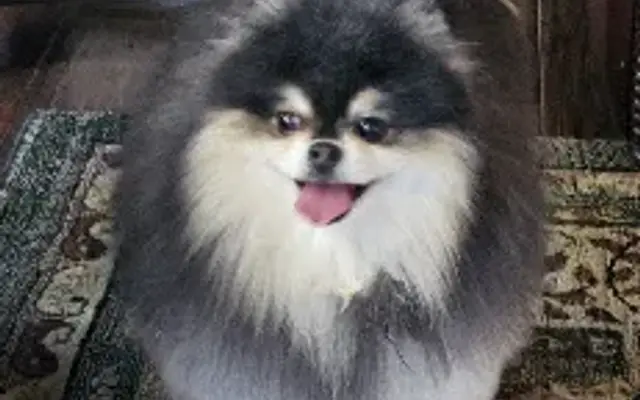 Groomindales (A pet grooming business) in Manila, AR