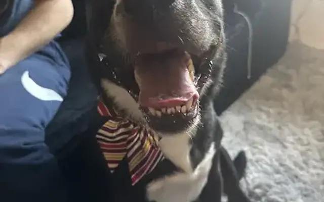 Groomer Hero in Orlando, FL