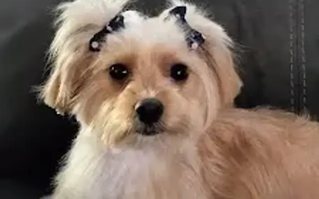 Fes Pet spa in Chino, CA