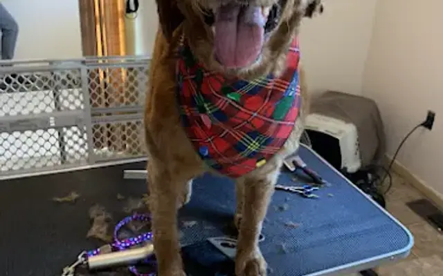 PAWsome Grooming in Marion, NY