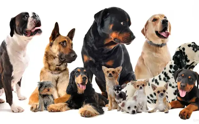 Dog Walk Pro in Fountain Hills, AZ