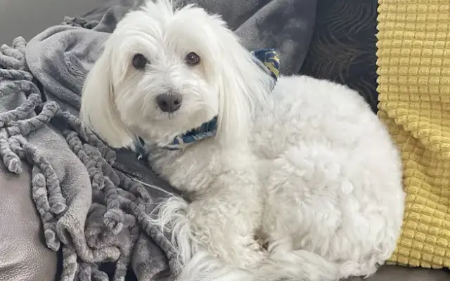 Urf! House Call Dog Grooming in Croton-On-Hudson, NY