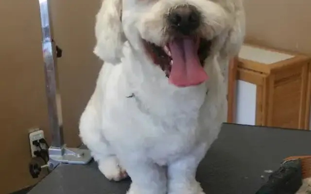 Canine Clips Dog Grooming in El Cajon, CA