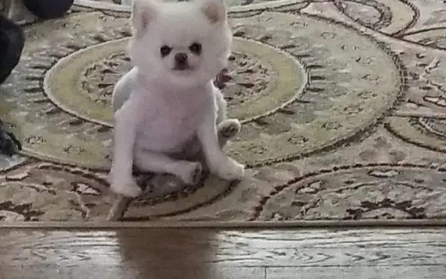 Doggie Doos in Rome, NY