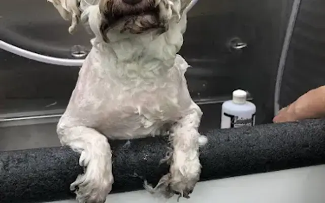 Uptown Pooch Parlor Mobile Dog & Cat Grooming in Atascadero, CA