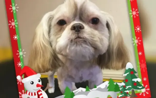 Cut Above The Rest Pet Grooming & Boarding in Travelers Rest, SC