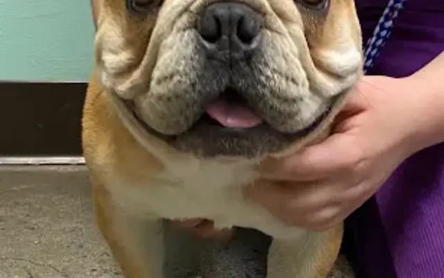 Greenbrier-Springfield Animal Hospital in Springfield, TN