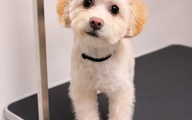Lalyju Pet Spa in Murray, UT