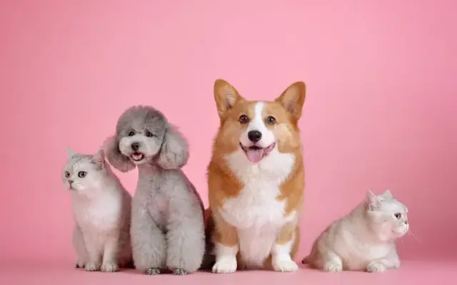 PawsParks&Pets in Rockville, MD