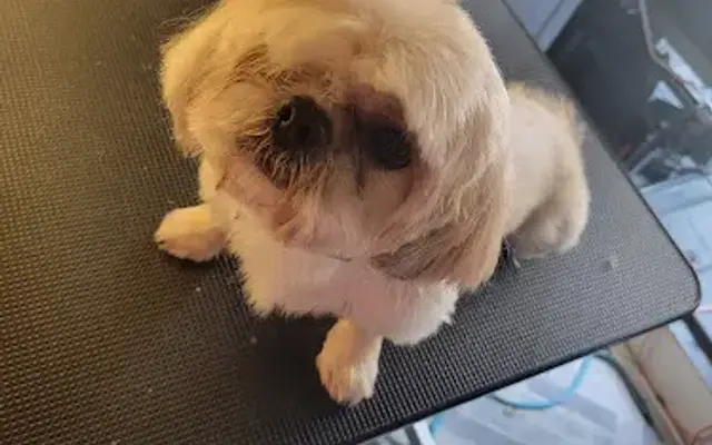Christine's mobile grooming in Dallas, GA