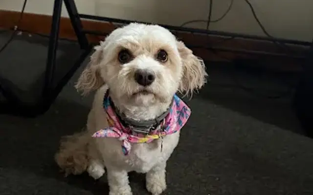 Emily’s Dog Grooming in Hamburg, PA