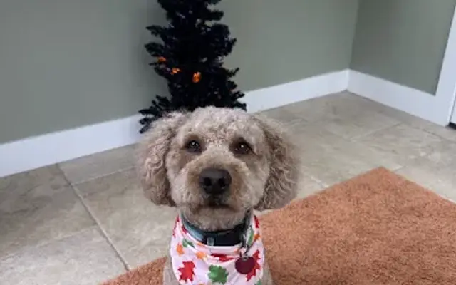 The Groomer Next Door in Willis, TX