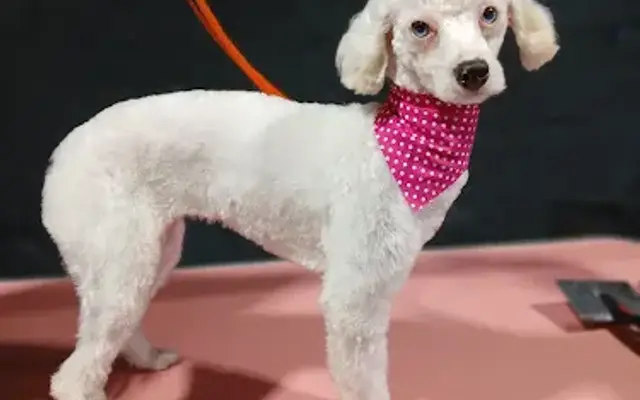 The Posh Pooch Pet Grooming in Lawrenceburg, TN