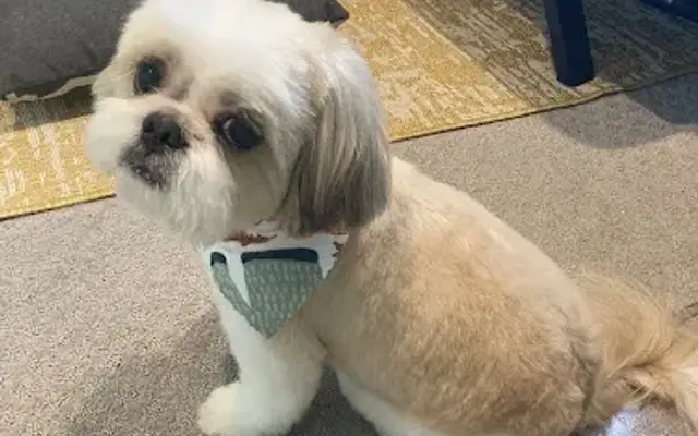 Classy Paws Pet Styling in Murrieta, CA