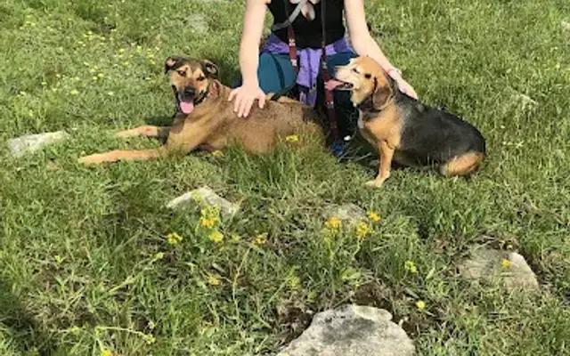 GingerSnaps Pet Services, LLC in Leland, NC