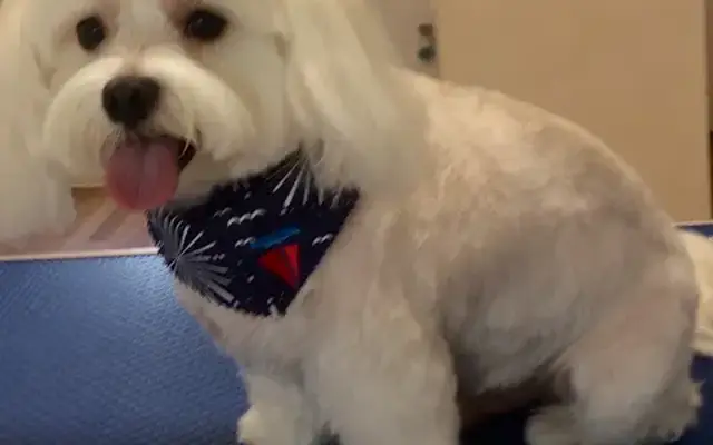 Cotton Patch Dog Grooming Spa in Wrightsville, GA