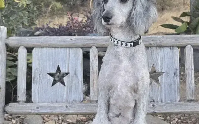 Brown's Grooming in Anderson, CA