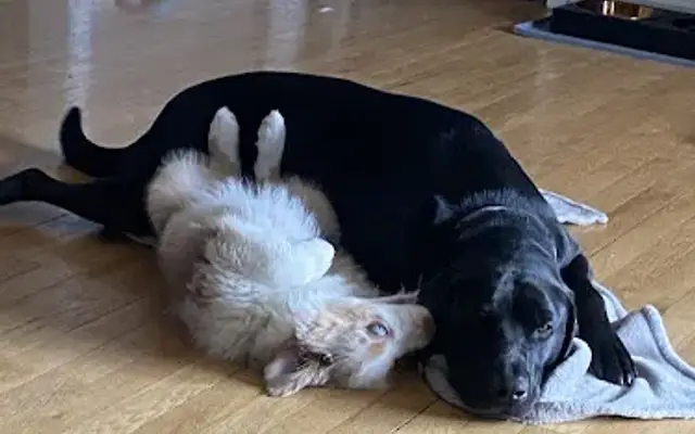 Ohana Pet Care in Purcellville, VA