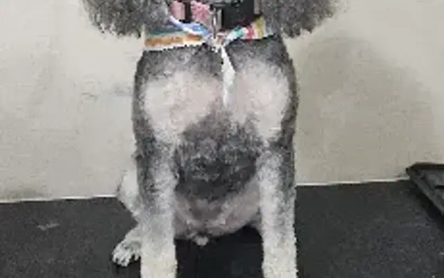 Budz and Sudz Grooming in Midland, TX