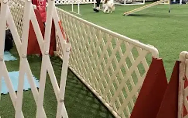 Pawsitive Partners Dog Training Center in Beech Grove, IN