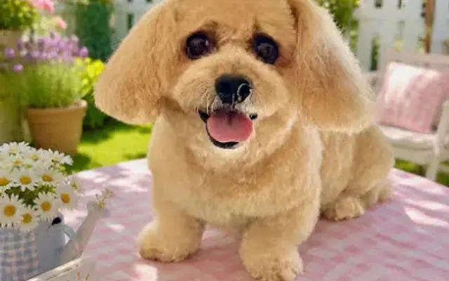 Leanne’s Mobile Pet Spa in Modesto, CA