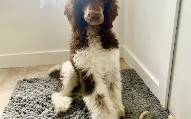 Ruff Day Dog Salon in Bridgman, MI